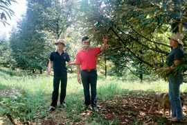 Gia Lai: Làm giàu nhờ cây sầu riêng