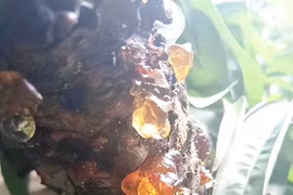 Loại đặc sản tưởng vô giá trị nhưng lại hóa “mỏ vàng” 