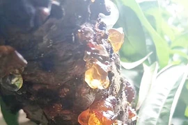 Loại đặc sản tưởng vô giá trị nhưng lại hóa “mỏ vàng” 