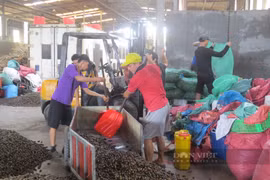 Hải Phòng: Giá cau tươi vẫn ở mức 80.000 đồng/kg