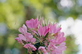 Những loại hoa dễ trồng cho khu vườn mùa xuân