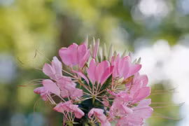 Những loại hoa dễ trồng cho khu vườn mùa xuân