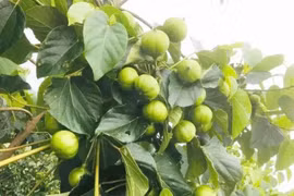 Kỳ lạ loài cây vừa chứa độc, vừa chứa “vàng” giúp nông dân bội thu 