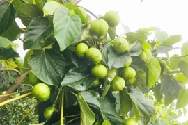 Kỳ lạ loài cây vừa chứa độc, vừa chứa “vàng” giúp nông dân bội thu 