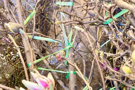 Loại hoa có giá tiền triệu được chị em ‘săn lùng’ chơi Tết