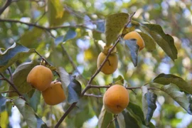 Nghệ An: Loại quả đặc sản giá bán cao kỷ lục