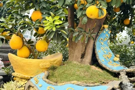 Bưởi 'phi thuyền' trị giá hàng trăm triệu hút khách dịp Tết