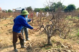 Sau ảnh hưởng của bão, làng đào Thái Nguyên chờ vụ Tết