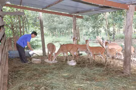 Mô hình nuôi hươu sao mang lại hiệu quả kinh tế cao