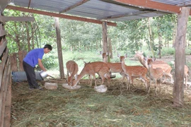 Mô hình nuôi hươu sao mang lại hiệu quả kinh tế cao