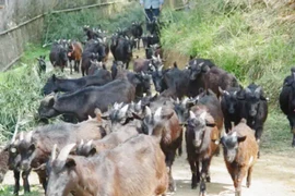 Nuôi loài dê đặc biệt, giờ đút túi hàng chục tỷ mỗi năm