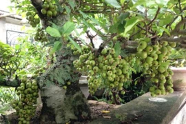 Vị trí trồng cây sung theo phong thủy để gia tăng tài vận