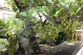 Vị trí trồng cây sung theo phong thủy để gia tăng tài vận