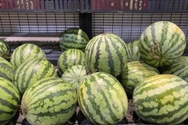 Chỉ cần vỗ dưa hấu, thu nhập hàng chục triệu mỗi ngày