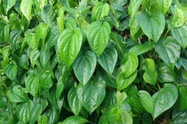 Trồng cây trầu không trước nhà có tốt hay không?