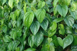 Trồng cây trầu không trước nhà có tốt hay không?