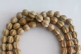 Loại quả dại có hạt được coi là “báu vật của rừng”