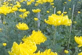 “Hoa cúng” ở Việt Nam, sang nước ngoài thành “mỏ vàng” 