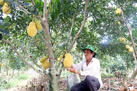 Nông dân trồng mít ruột đỏ giúp mang lại kinh tế khá cao