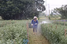 Làng nghề trồng hoa tất bật cho vụ tết nguyên đán 2025