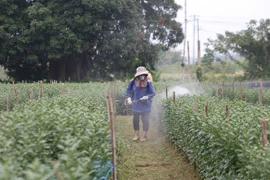 Làng nghề trồng hoa tất bật cho vụ tết nguyên đán 2025