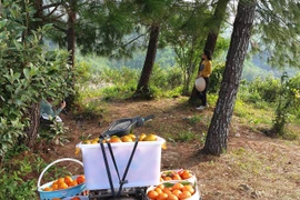 Trồng cam theo phương pháp đặc biệt, khách nườm nượp đến check-in