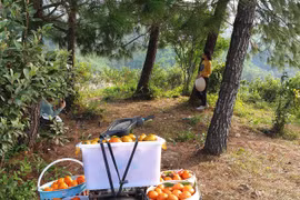 Trồng cam theo phương pháp đặc biệt, khách nườm nượp đến check-in