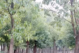 Trồng giống cây vô dụng, thực chất lại có “mỏ vàng ẩn”