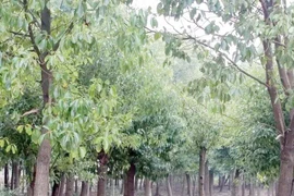 Trồng giống cây vô dụng, thực chất lại có “mỏ vàng ẩn”