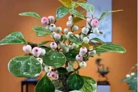 6 loại hoa mang ý nghĩa giàu sang và thịnh vượng