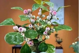 6 loại hoa mang ý nghĩa giàu sang và thịnh vượng