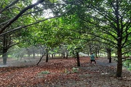 Trồng cây đặc sản, dân bán 40.000 đồng/kg, khách đặt mua hết