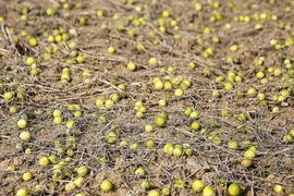 Loại quả tí hon nhưng lại có giá bán “khổng lồ“