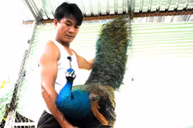 Chủ trang trại nuôi chim công thu nhập hàng trăm triệu mỗi năm