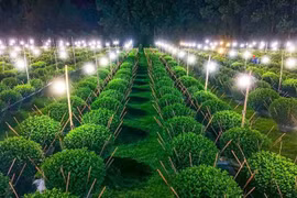 Bình Định: Người dân chong đèn 'không cho hoa ngủ' chờ mong Tết