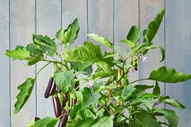 Tạo vườn rau nhỏ bên cửa sổ, ban công