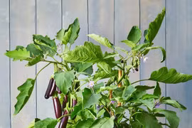 Tạo vườn rau nhỏ bên cửa sổ, ban công