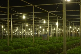 Làng hoa lớn nhất ở Đà Nẵng khởi động vụ hoa Tết
