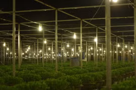 Làng hoa lớn nhất ở Đà Nẵng khởi động vụ hoa Tết