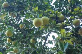 Vườn cam giúp nông dân có thu nhập tiền tỷ