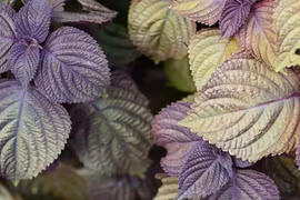 Những loại thảo mộc dễ chăm, tiện dụng, làm đẹp nhà quanh năm