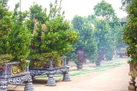 Quất cảnh năm nay tăng giá, có loại 25-30 triệu đồng