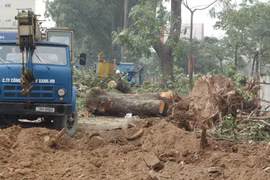 Chùm ảnh cây xà cừ cổ thụ 40 năm trên đường Láng bị đốn hạ