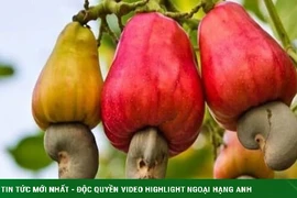 Loại hạt quen thuộc ở Việt Nam nhưng là món ăn đắt giá ở nước ngoài