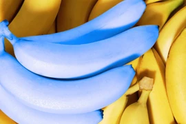 Chuối xanh lam, táo đen và những loại quả lạ chưa thể trồng ở Việt Nam