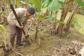 Trống giống chuối chẳng ai ngờ, lão nông Ninh Bình thu hơn nửa tỷ/năm
