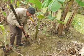 Trống giống chuối chẳng ai ngờ, lão nông Ninh Bình thu hơn nửa tỷ/năm