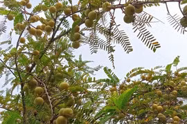 Thứ mọc dại ở Việt Nam nay hái bán 200.000 đồng/kg kiếm tiền nhanh gọn