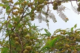 Thứ mọc dại ở Việt Nam nay hái bán 200.000 đồng/kg kiếm tiền nhanh gọn