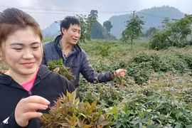 Cây dại xưa làm hàng rào, nay là "nhân sâm quý", trồng kiếm 12 triệu/tháng